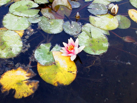 fleur d'eau.jpg